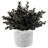 Black Eucalyptus Plant in Cement Pot