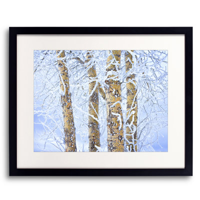 Ice Crusted Birch Trees by Bruce Heinemann