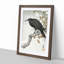 A Crow on the Blossom Tree by Ohara Koson - Framed Print-55457623-55457626