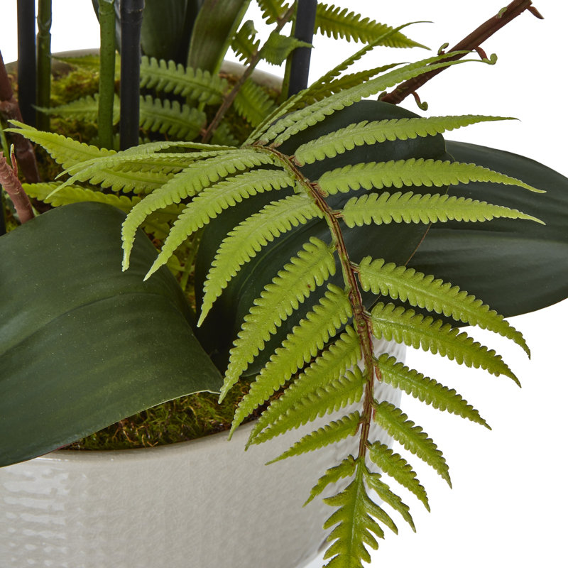 Andaiye 76cm Plant in Pot