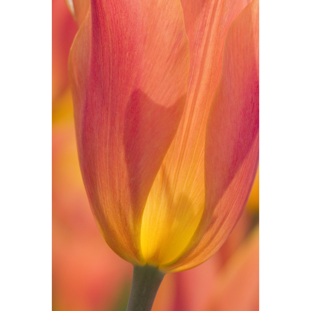 Tulpe von Aimintang - Leinwandbild