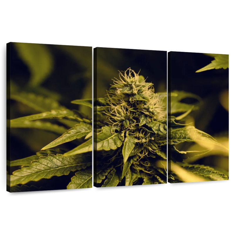 Blooming Cannabis Plant, 36" H x 57" W