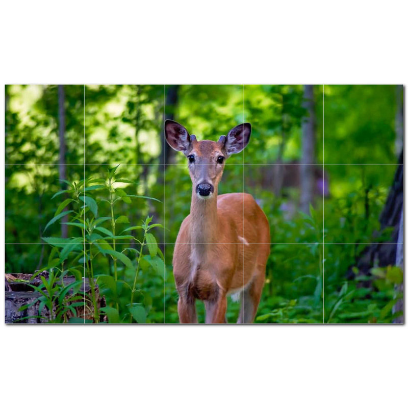 Cerf photo 12 x 12