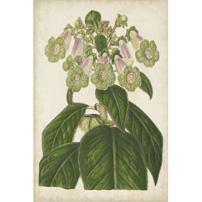 Foxglove Botanical