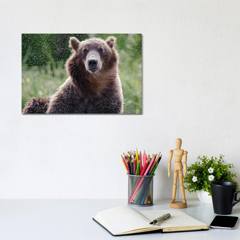 Brown Bear Shaking Off Water, Kamchatka, Russia by Sergey Gorshkov - Wrapped Canvas Print, 20.32 cm H x 30.48 cm W