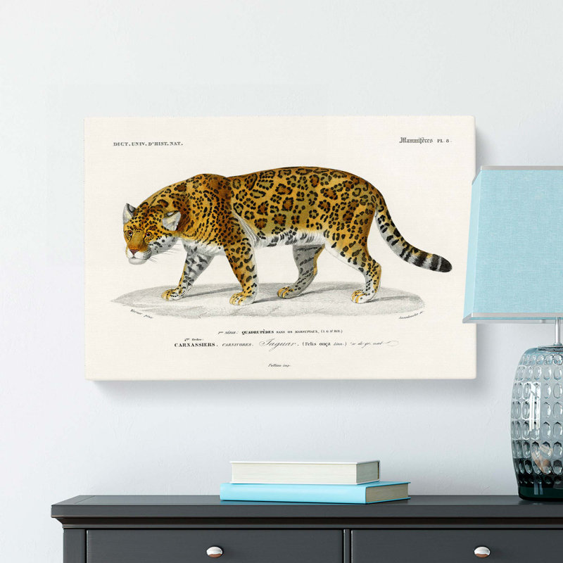 Jaguar by Charles D Orbigny - Wrapped Canvas, 40cm H x 60cm W x 3cm D