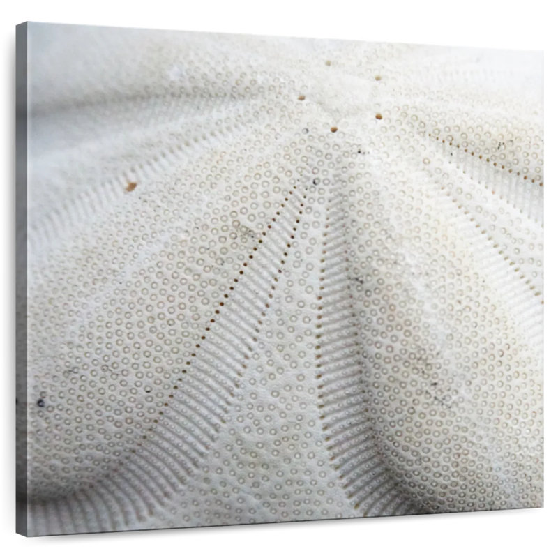 Crowle Textured Sand Dollar, 16" H x 16" W