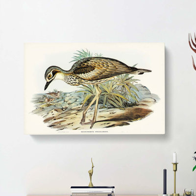 Southern Stone-Plover by Elizabeth Gould - Wrapped Canvas