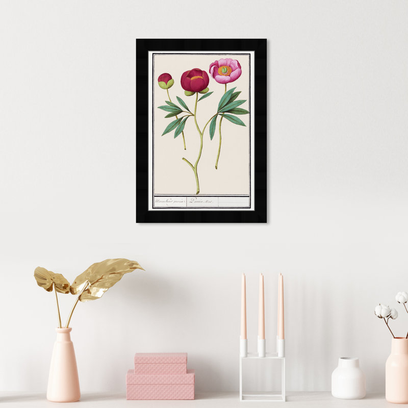 «Red and Pink Peony Botanical Study» par Birch Lane ™ - reproduction de cadre photo, Noir, H 17 po x l 12 po