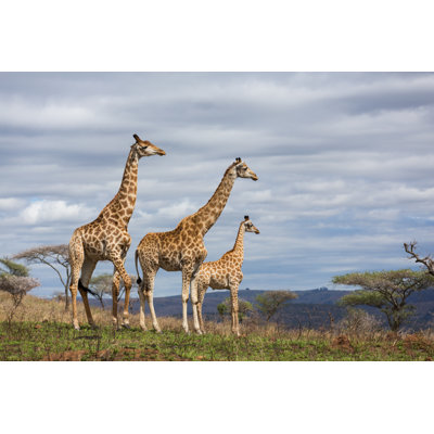 " Giraffes In Game Reserve "