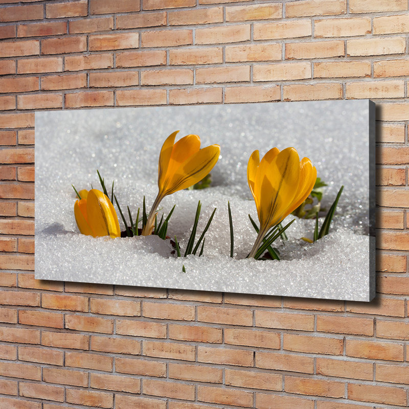 Crocuses In The Snow - Wrapped Canvas Print, Wrapped Canvas, 60cm H x 120cm W