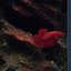 Glass Aluminum Desktop Fish Tank