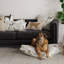 Pets Lumbar Pillow Cover & Insert-67456666