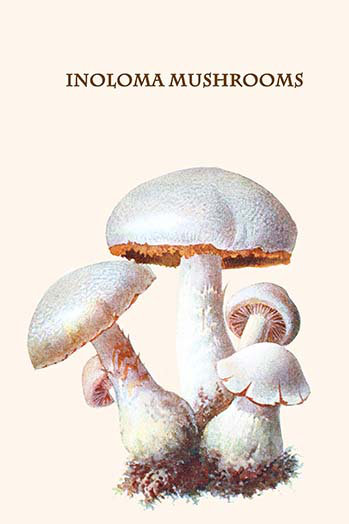 « inoloma champignons » par edmund michael-impression d’art graphique, H 36 po x l 24 po x P 1,5 po