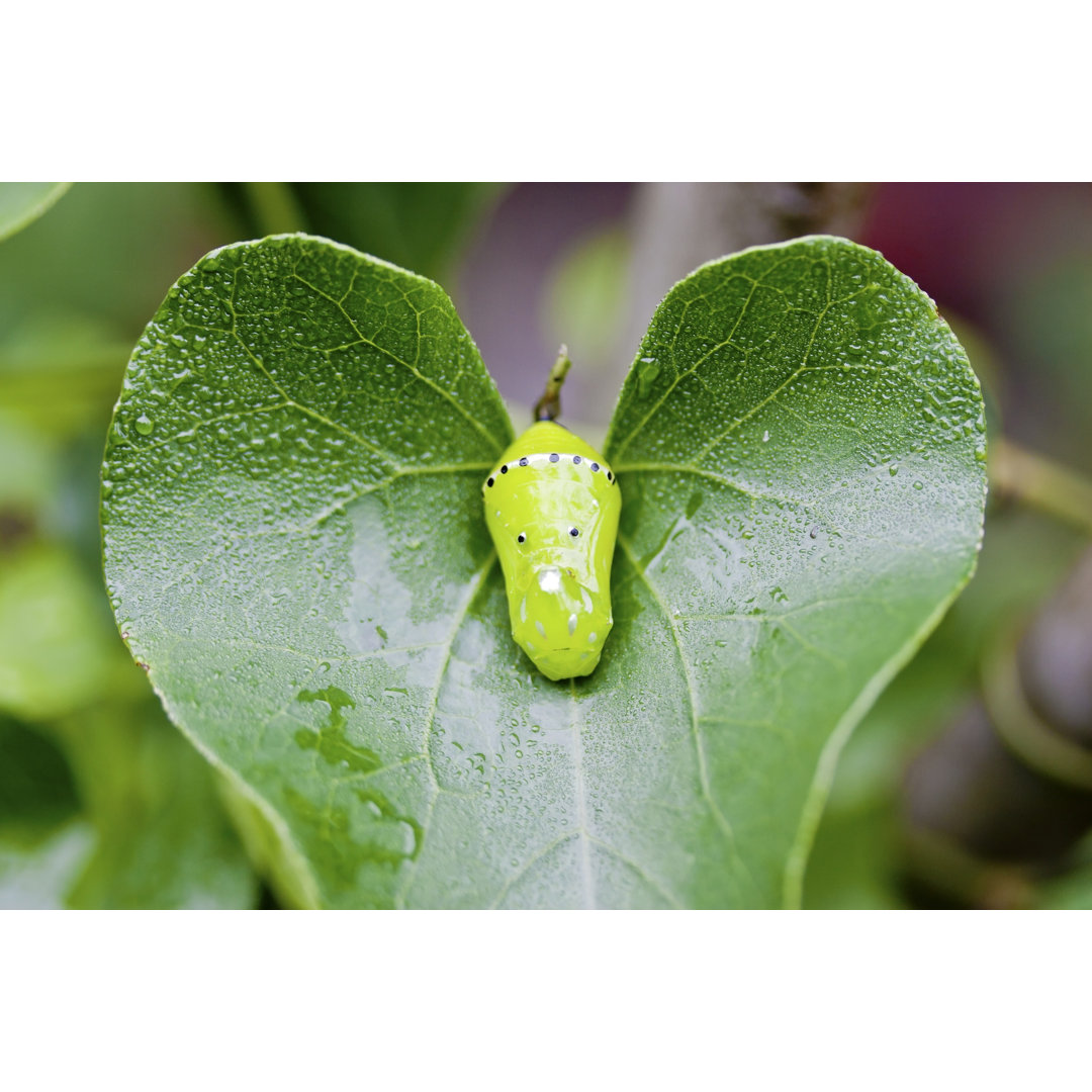 Chrysalis des Schmetterlings - Druck