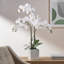 Anyssa 23 "plante à fleurs en pot