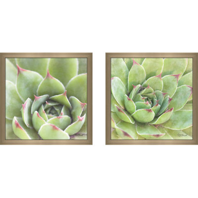 " Garden Succulents III Colour " 2 - Pieces