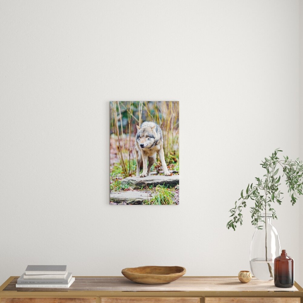 Leinwandbild „Lauernder Wolf", Fotodruck