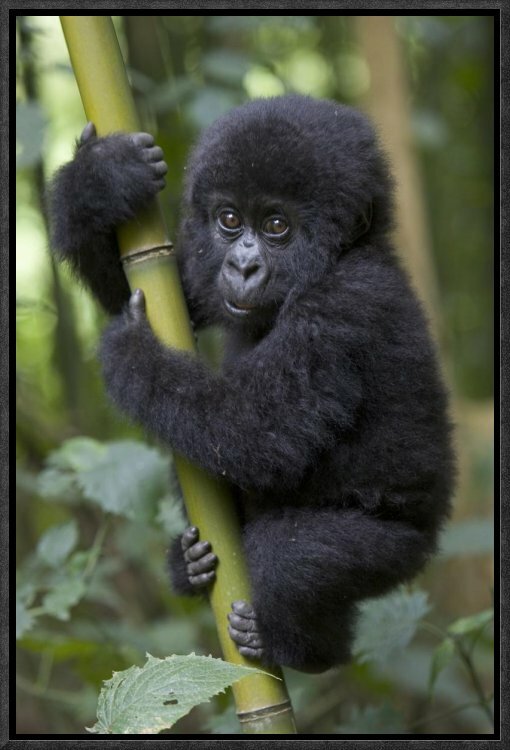 Cutest Baby Animals, Infant Mountain Gorilla Cutting Board