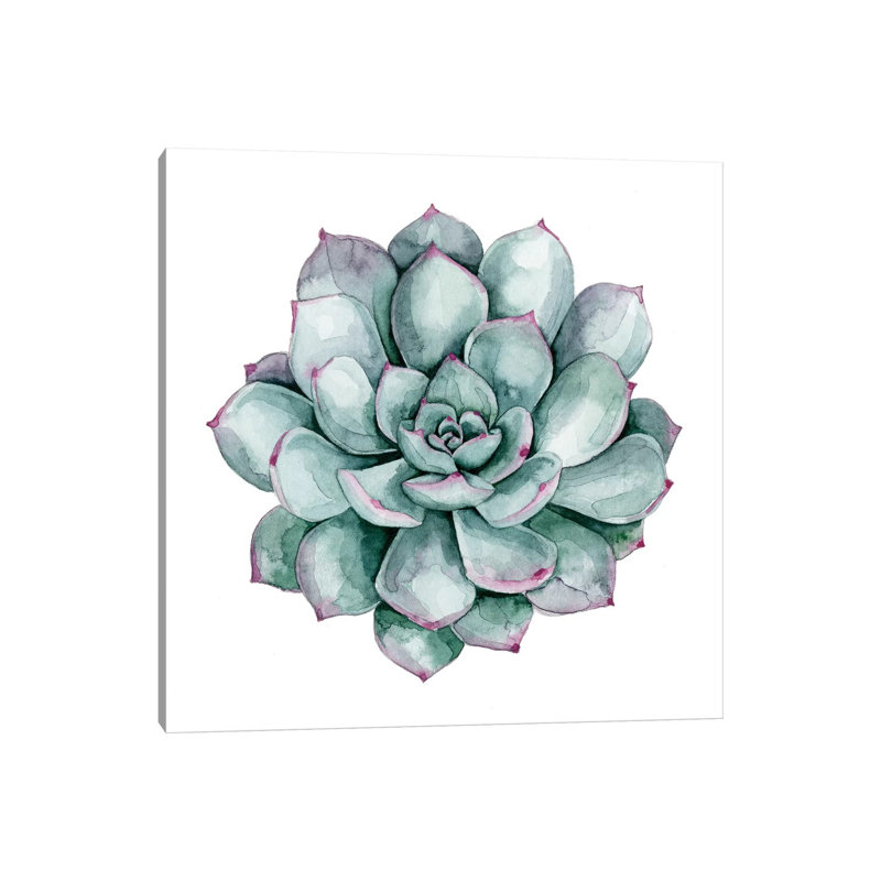Succulent Swatches II by Grace Popp - Wrapped Canvas Print, 45.72 cm H x 45.72 cm W x 1.91 cm D