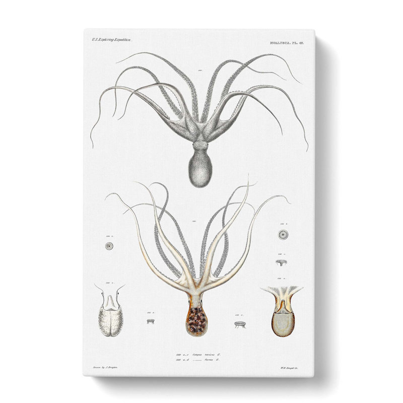 Octopus Illustration by A.A. Gould - Wrapped Canvas Print, 76cm H x 50cm W x 3cm D
