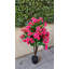 Bougainvillée plante d'extérieur / d'intérieur