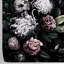 Cesia Dark Floral Wallpaper