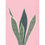 Minimal Pink Foliage Print by Other Artist-246938438-246938437-246938494