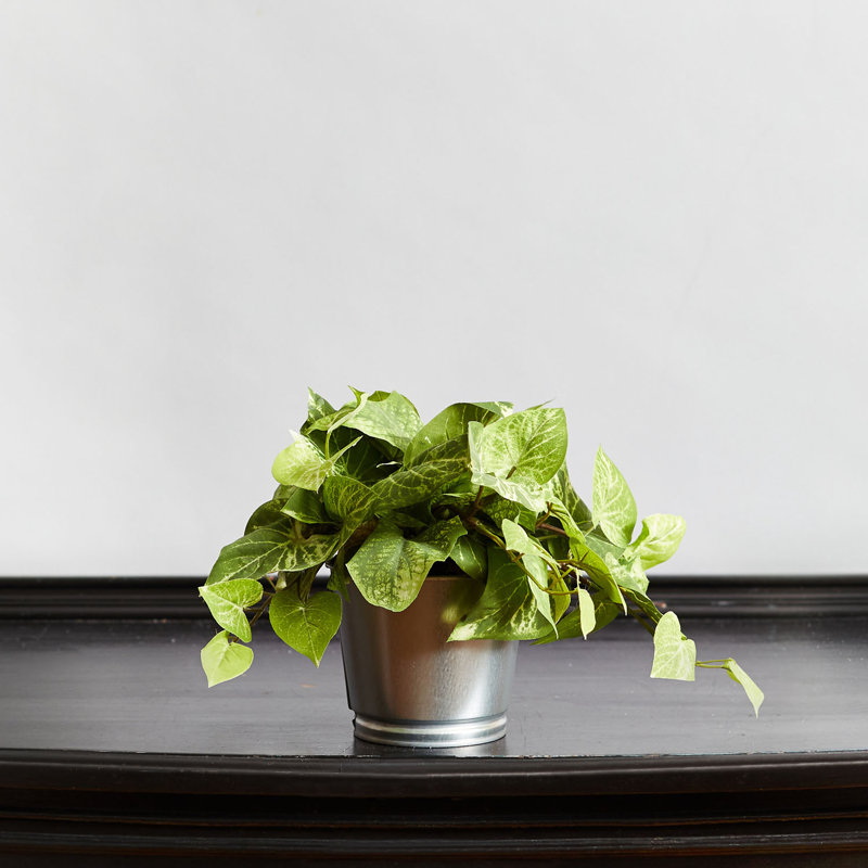 Plante ivy en pot pothos vine