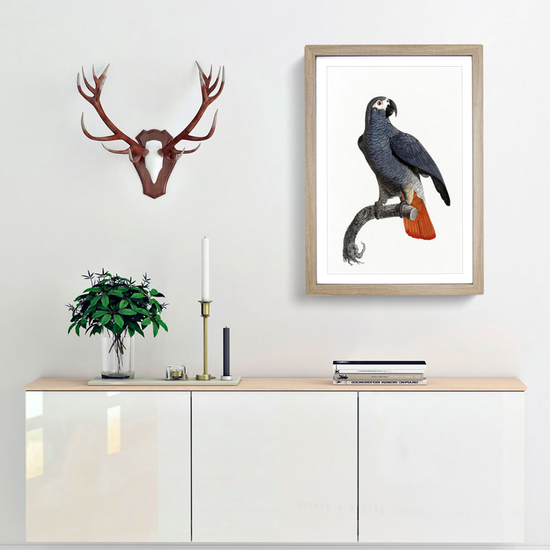 Orange-Tipped Grey Parrot by F. Levaillant - Framed Print, 48cm H x 36cm W x 2cm D, Oak Framed