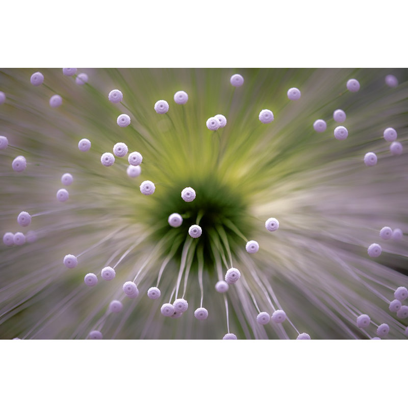 White II Canvas Print, 76.2 cm H x 50.8 cm W