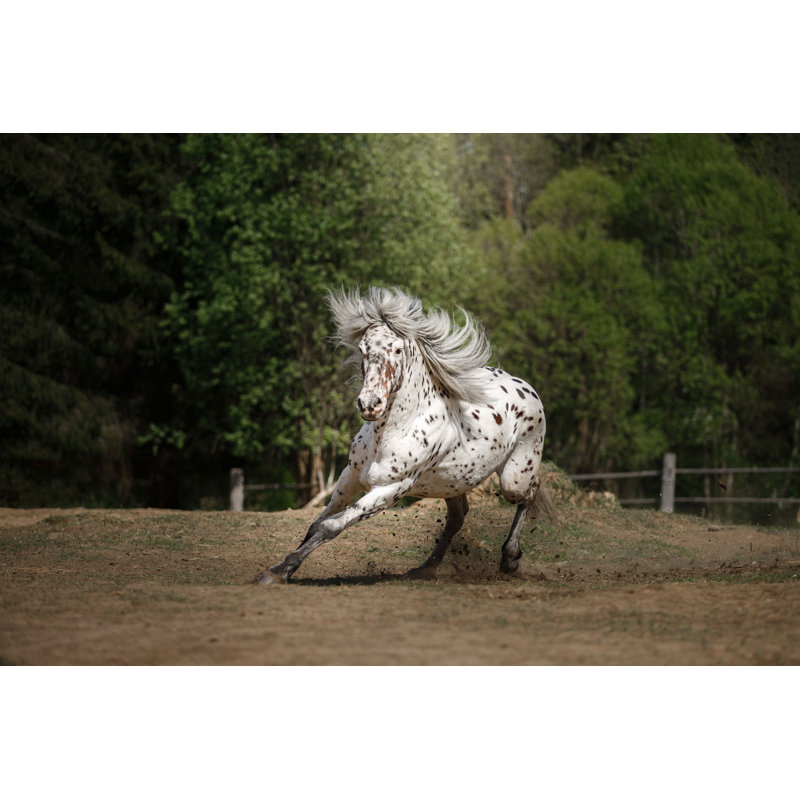 Cheval blanc tacheté Johnchristopher par Anna-Av - reproduction, H 24 po x l 36 po