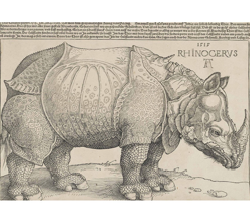 Rhinoceros