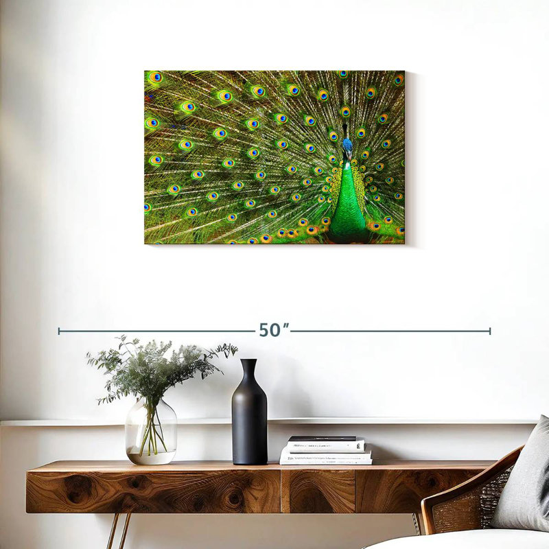 Brampt Showing Off Peacock Feathers, 20" H x 30" W