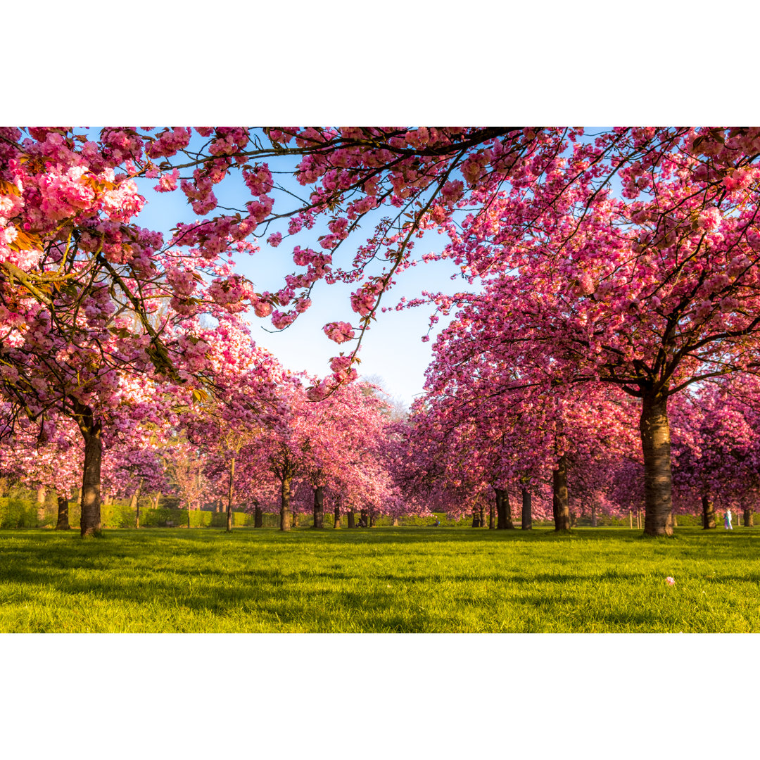 Vibrant Cherry Tree von Antoine2K - Kunstdrucke auf Leinwand