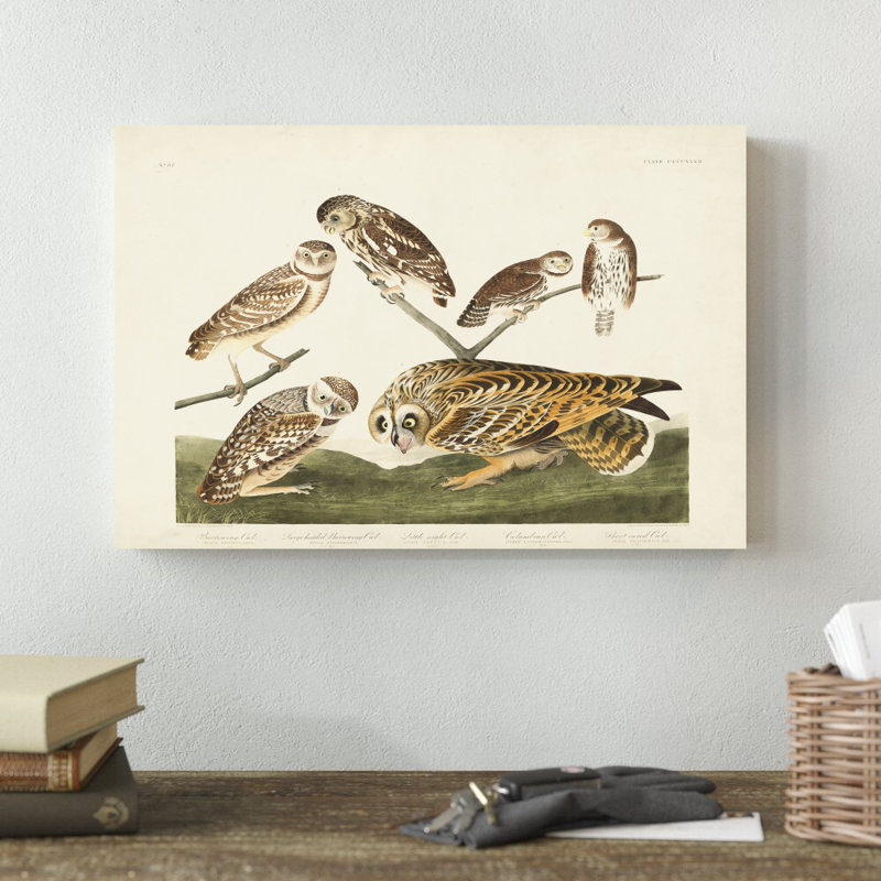 Pl 432 Burrowing Owl par James Audubon - peinture sur toile tendue, H 12 po x l 18 po
