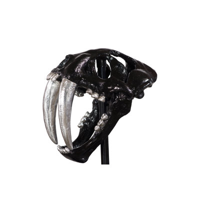 Saber Tooth Tiger Skull