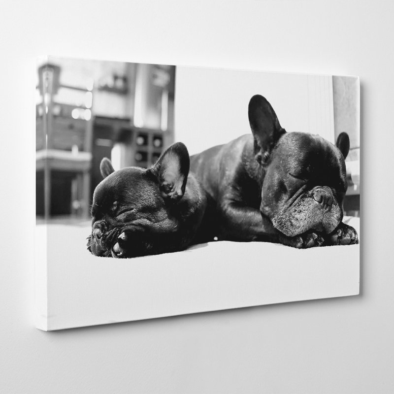Two Black French Bulldogs Dog Photographic - Wrapped Canvas, 35cm H x 50cm W