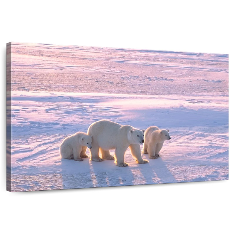 Ours polaires canadiens Brampt