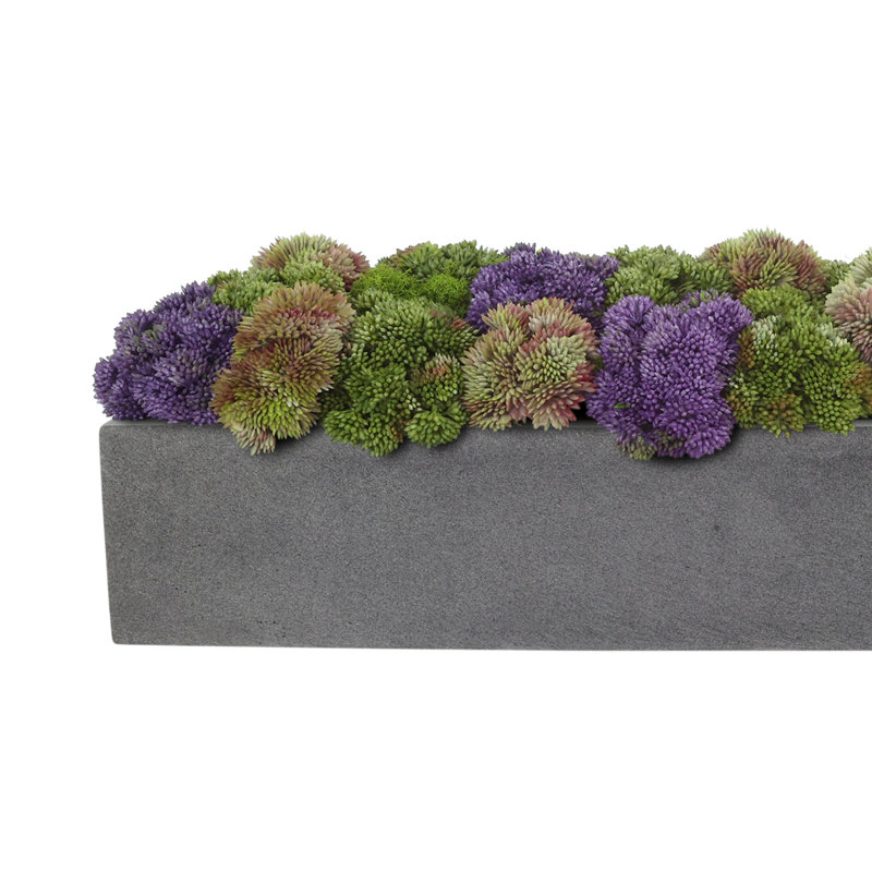 Sedum multicolore en pot de fleurs noir, Forme rectangulaire, H 7 po x l 19 po x P 6 po, Gris