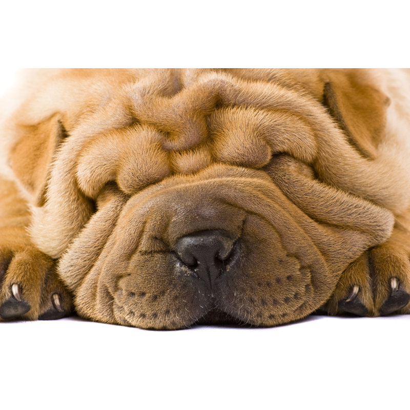Sharpei Dog by Remedios - Wrapped Canvas Print, 81cm H x 122cm W