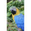 Statue de perroquet sur branche-1624689208