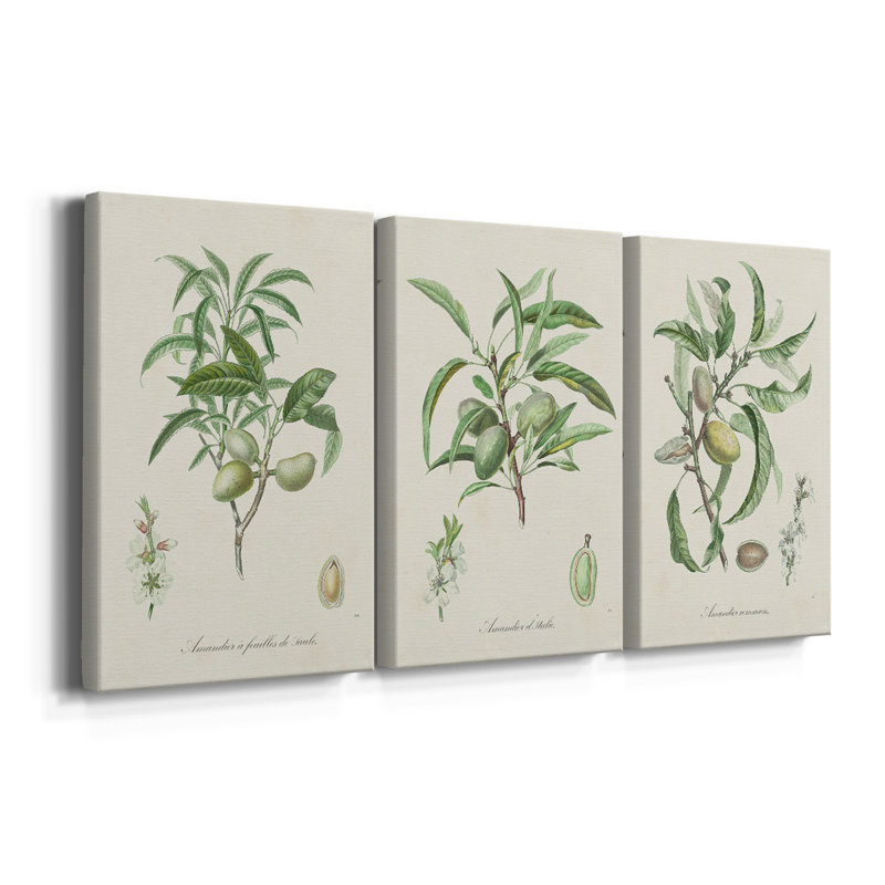 Antique Ammond Botanical II - Toile tendue avec châssis sur mesure - 3 pièces, H 60 po x l 120 po