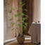 Tige de bambou-86925188