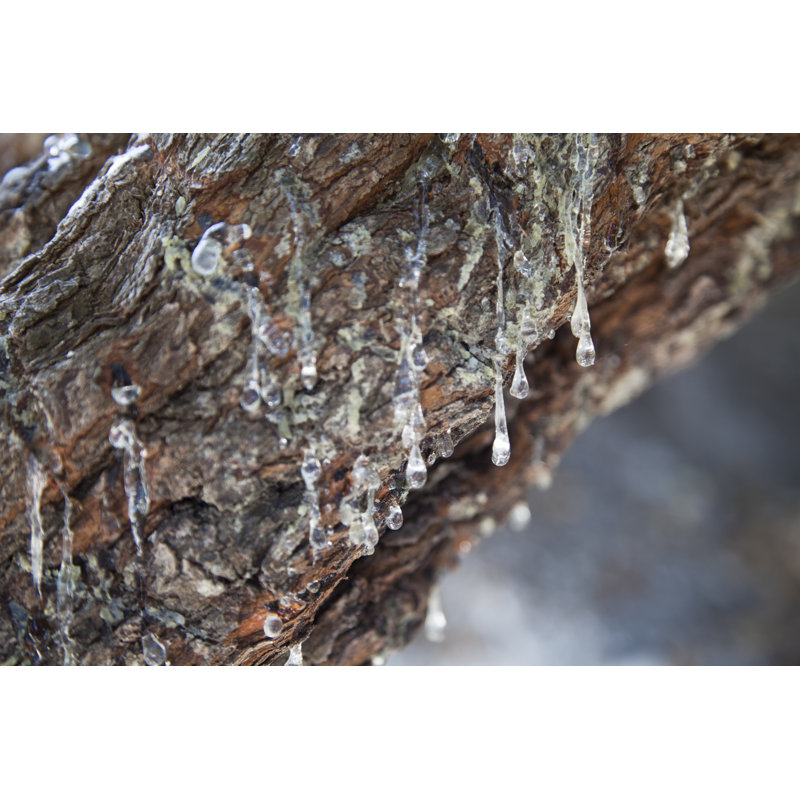 Mastic Tree by Travenian, 20" H x 30" W