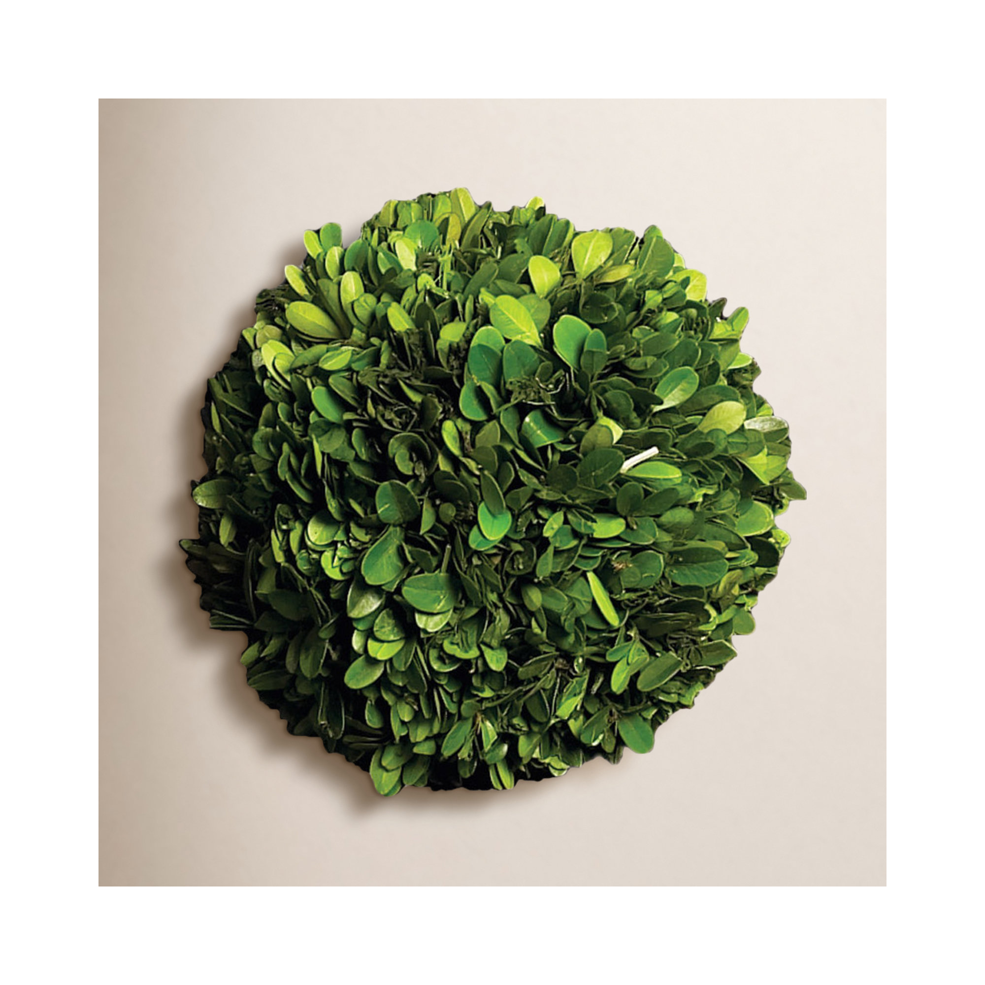 Alby Boxwood, 6" H X 6" W X 6" D