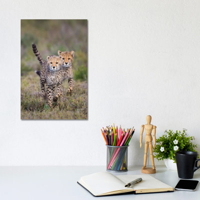 Cheetah Cubs Running Towards Camera, Ngorongoro Conservation Area, Tanzania - Wrapped Canvas Print