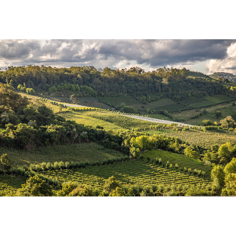 Vineyards And Forest In Valley - Wrapped Canvas Print, 30cm H x 46cm W x 3.8cm D