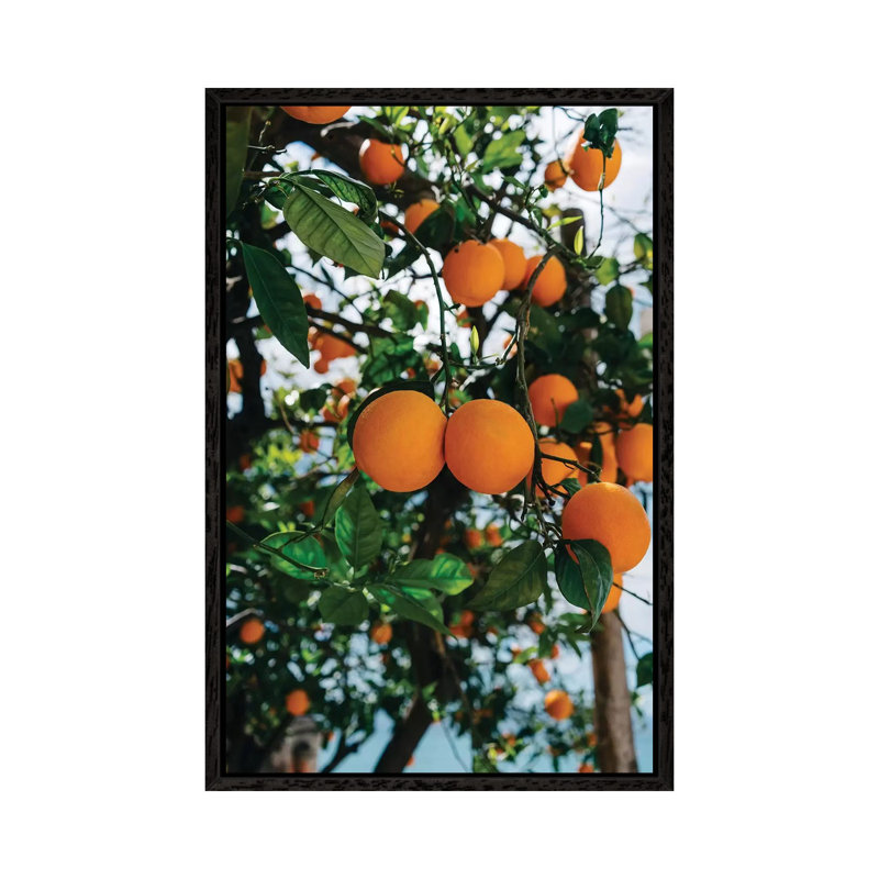 Amalfi Coast Oranges III by Bethany Young - Print on Canvas, Black Framed, 101.6cm H x 66.04cm W x 3.81cm D