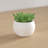 3'' Faux Succulent Plant in Ceramic Pot